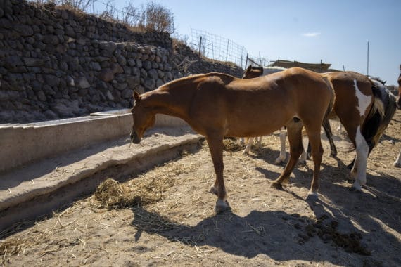 Experience Horse riding -Santorini-Akrotiri